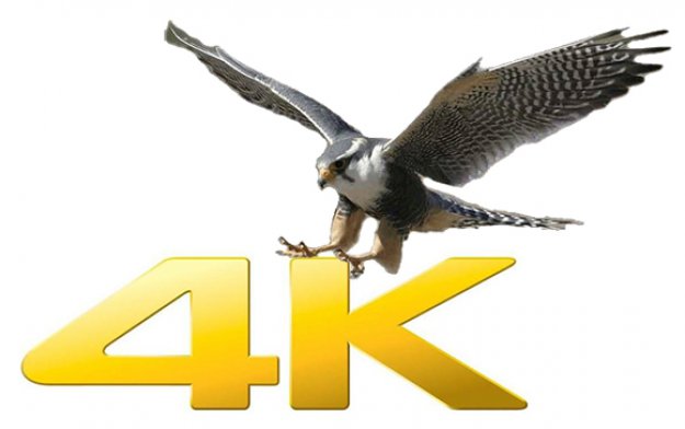 4K tylko dla sokołów