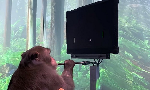 Mózg małpy jest w stanie kontrolować grę wideo