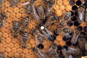 Sekretne życie pszczół