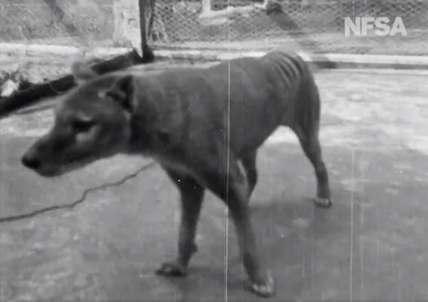 Odnaleziono ostatnie nagranie tygrysa tasmańskiego