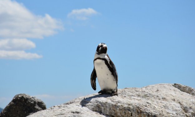 Flight Penguin ułatwi wyszukiwanie lotów