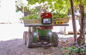 Startup Burro opracował roboty pomagające w zbiorach winogron